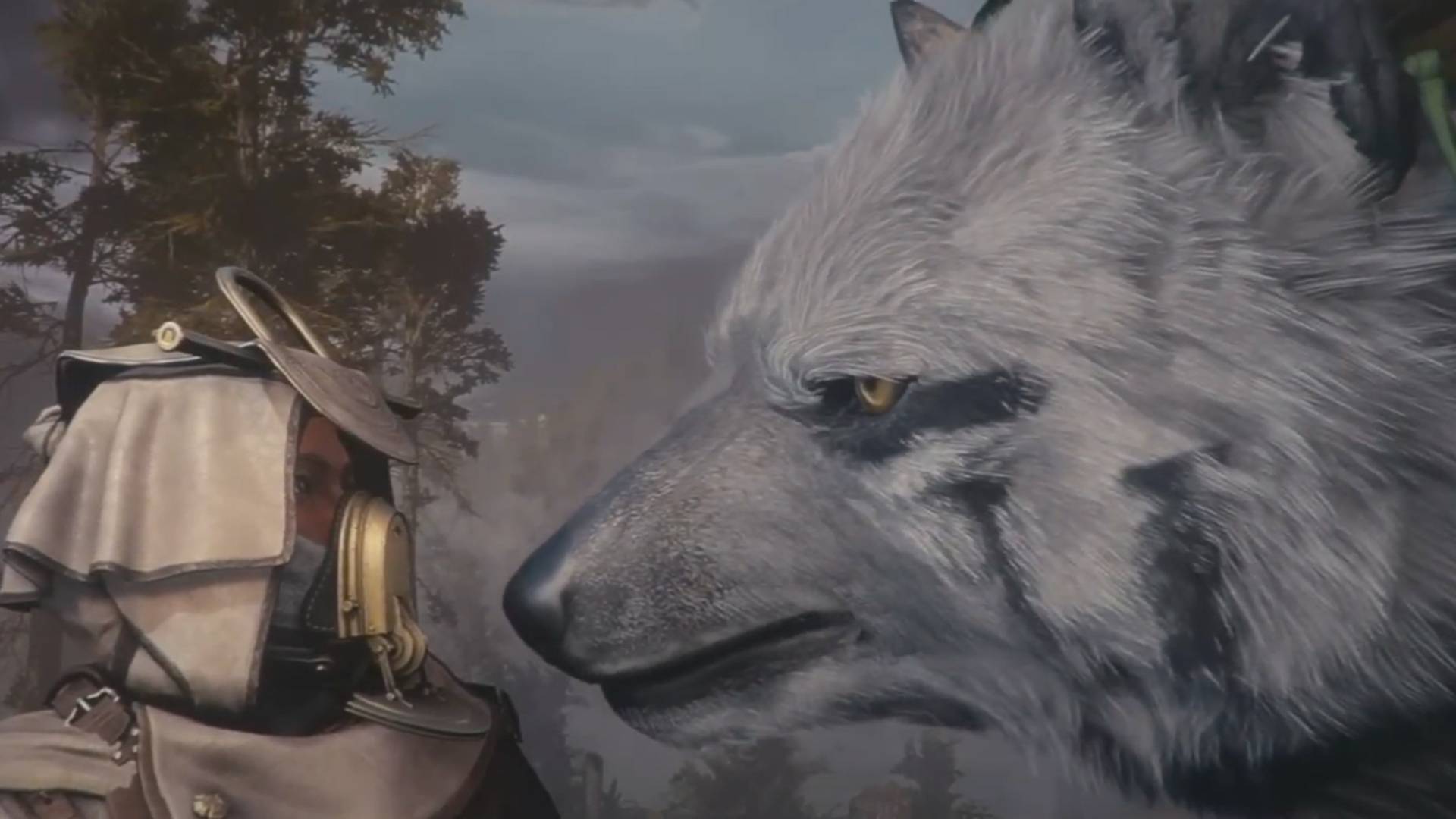 A white wolf with grey marking and yellow eyes looks at a person wearing a gasp mask in a forest area